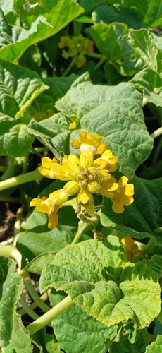 Image of Ibicella lutea by (c) Agustina Medina, some rights reserved (CC BY)