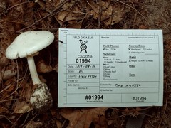 Amanita magnivelaris