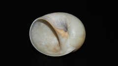 Neverita aulacoglossa