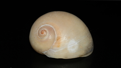 Neverita aulacoglossa