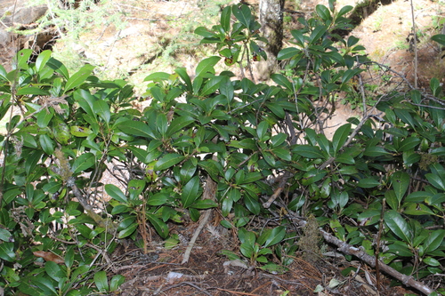Hydrangea seemannii, photograph 3