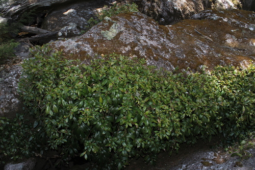 Hydrangea seemannii, photograph 2