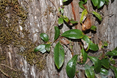 Hydrangea seemannii