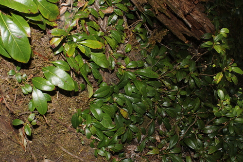 Hydrangea seemannii, photograph 1