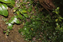 Hydrangea seemannii, photograph (c) Rodolfo Maximiliano Gutiérrez-Sánchez, some rights reserved (CC BY)