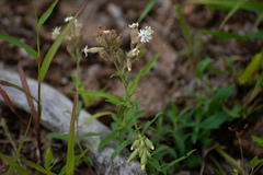 Silene repens