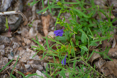 Scutellaria scordifolia