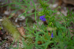 Scutellaria scordifolia