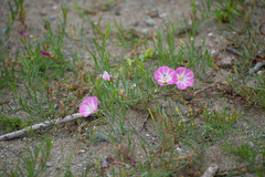 Convolvulus chinensis