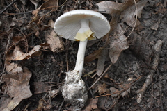 Amanita magnivelaris