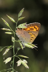 Tharsalea nivalis