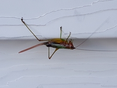 Conocephalus nigropleurum