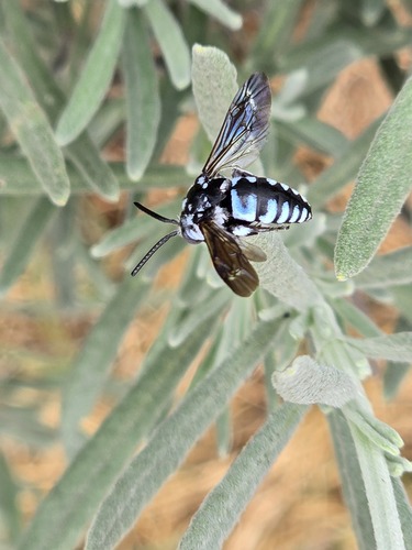 Thyreus abyssinicus