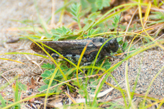 Bryodemella tuberculata