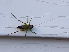 Conocephalus nigropleurum