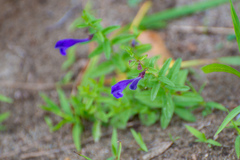 Scutellaria scordifolia