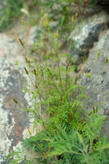 Bidens parviflora