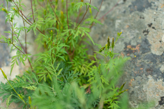 Bidens parviflora