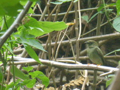 Chiroxiphia linearis