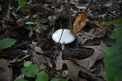 Amanita magnivelaris