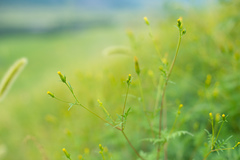 Bidens parviflora