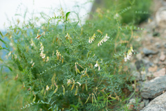Vicia costata