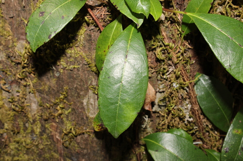 Hydrangea seemannii, photograph 5