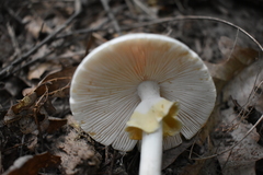 Amanita magnivelaris