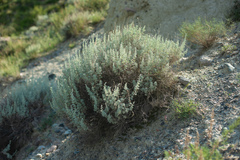 Artemisia rutifolia
