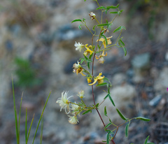 Clematis glauca