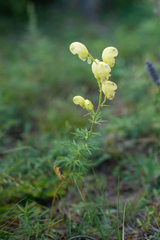 Aconitum anthora