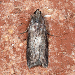 Sciota subcaesiella