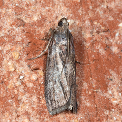 Sciota subcaesiella