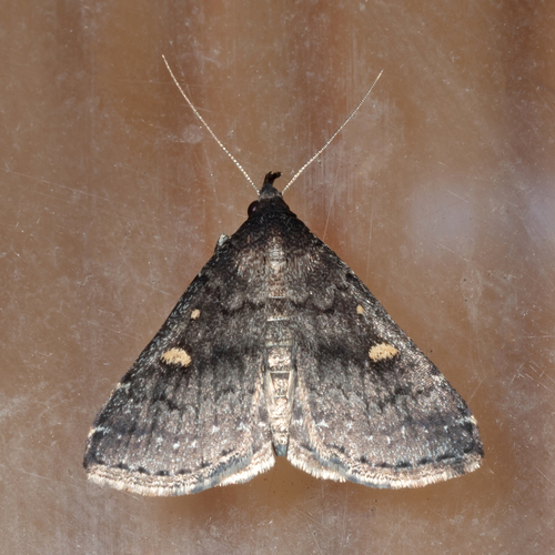 Smoky Tetanolita Moth