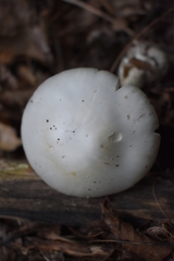Amanita magnivelaris