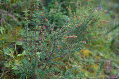 Berberis sibirica