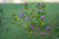Rhododendron ledebourii