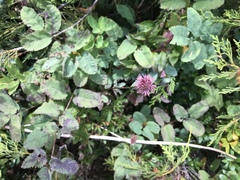 Sanguisorba officinalis