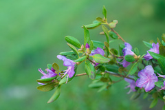 Rhododendron ledebourii