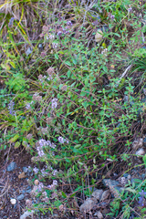 Ziziphora clinopodioides