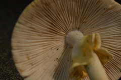 Amanita magnivelaris