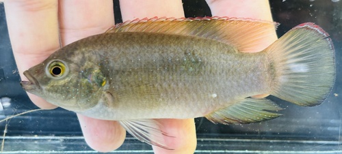 Jewel Cichlid