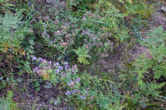 Ziziphora clinopodioides