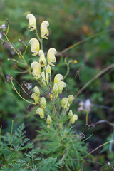 Aconitum anthora