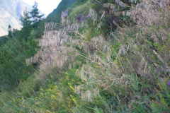 Sisymbrium heteromallum