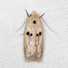 Scythropiodes issikii