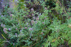 Ziziphora clinopodioides