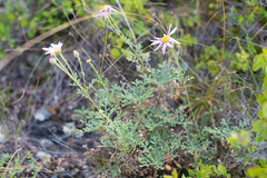 Chrysanthemum sinuatum