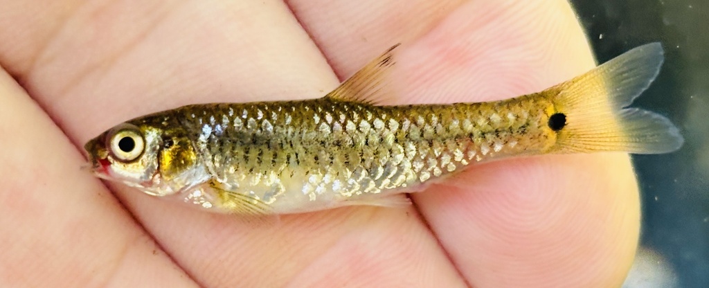 Pobeguin's barb (Enteromius pobeguini) — Cyprinidae