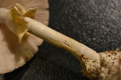 Amanita magnivelaris